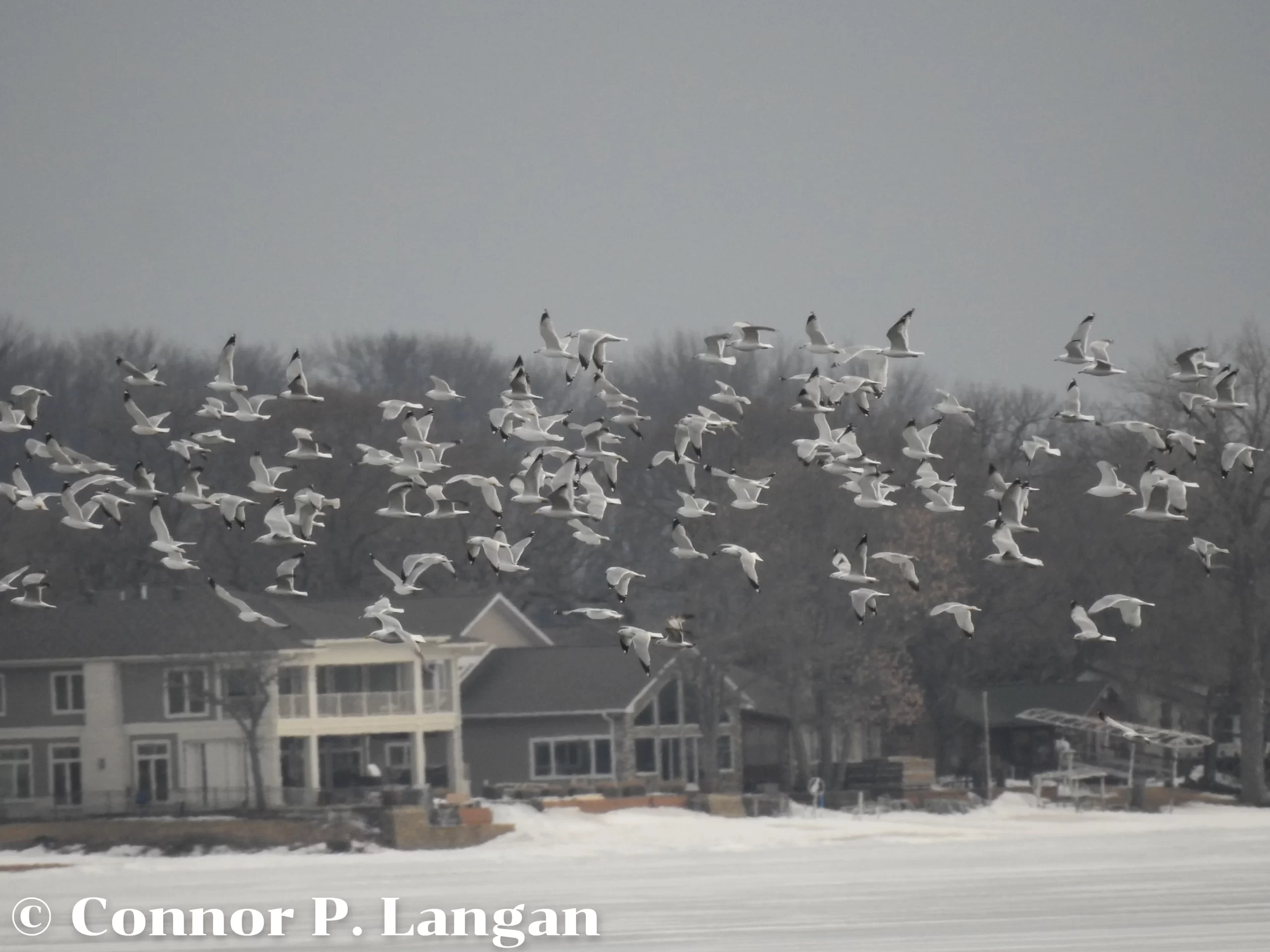 A flock of gulls flies over a frozen lake.