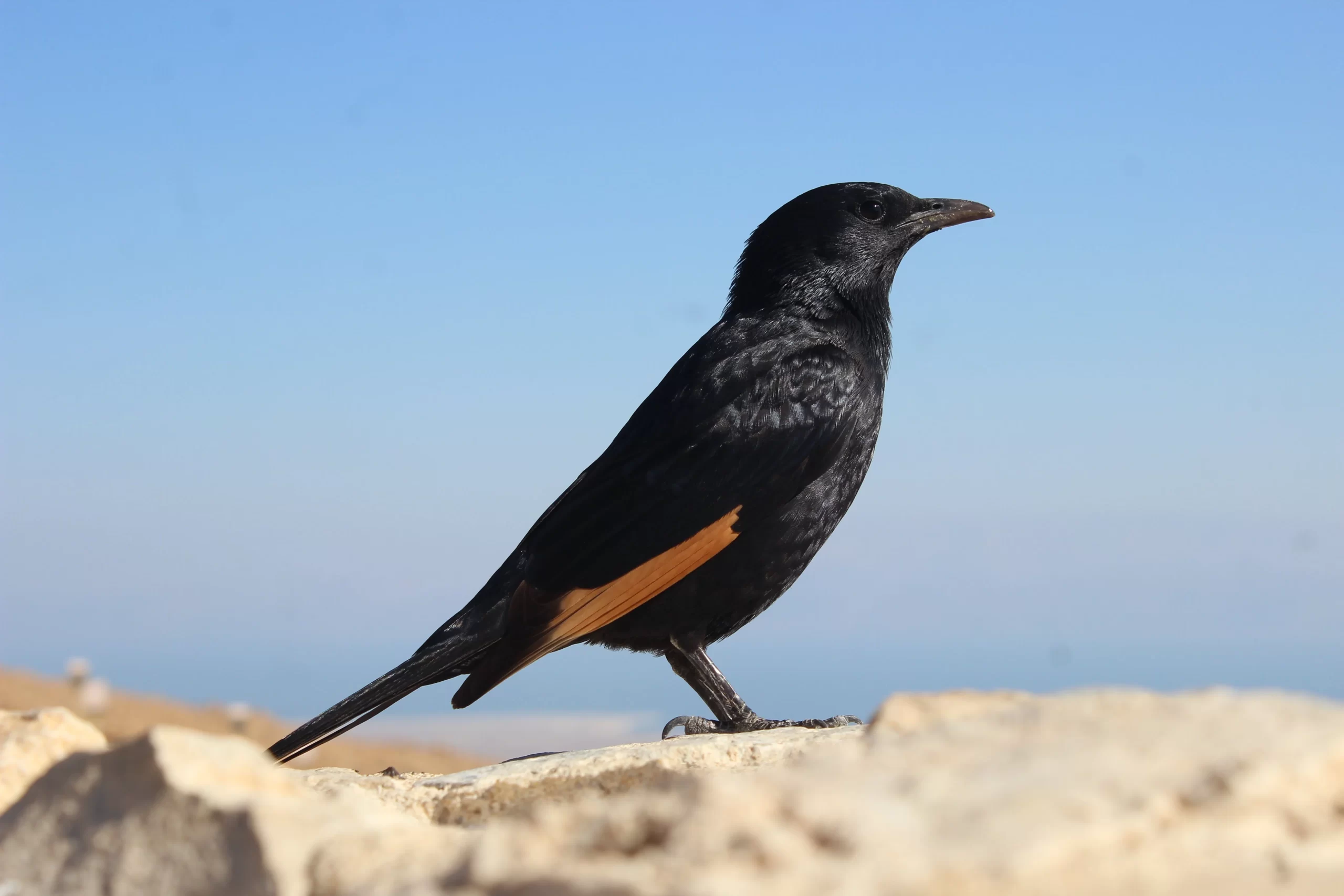 Distinguishing between a starling vs. grackle can be challenging. Luckily, there are some traits and features that can be used to separate these birds.