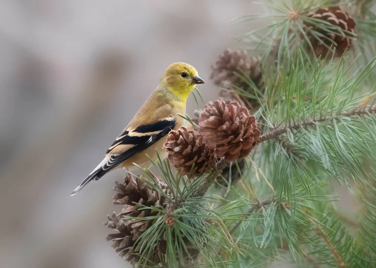 A male American Goldfinch in nonbreeding plumage sits on a pinecone.