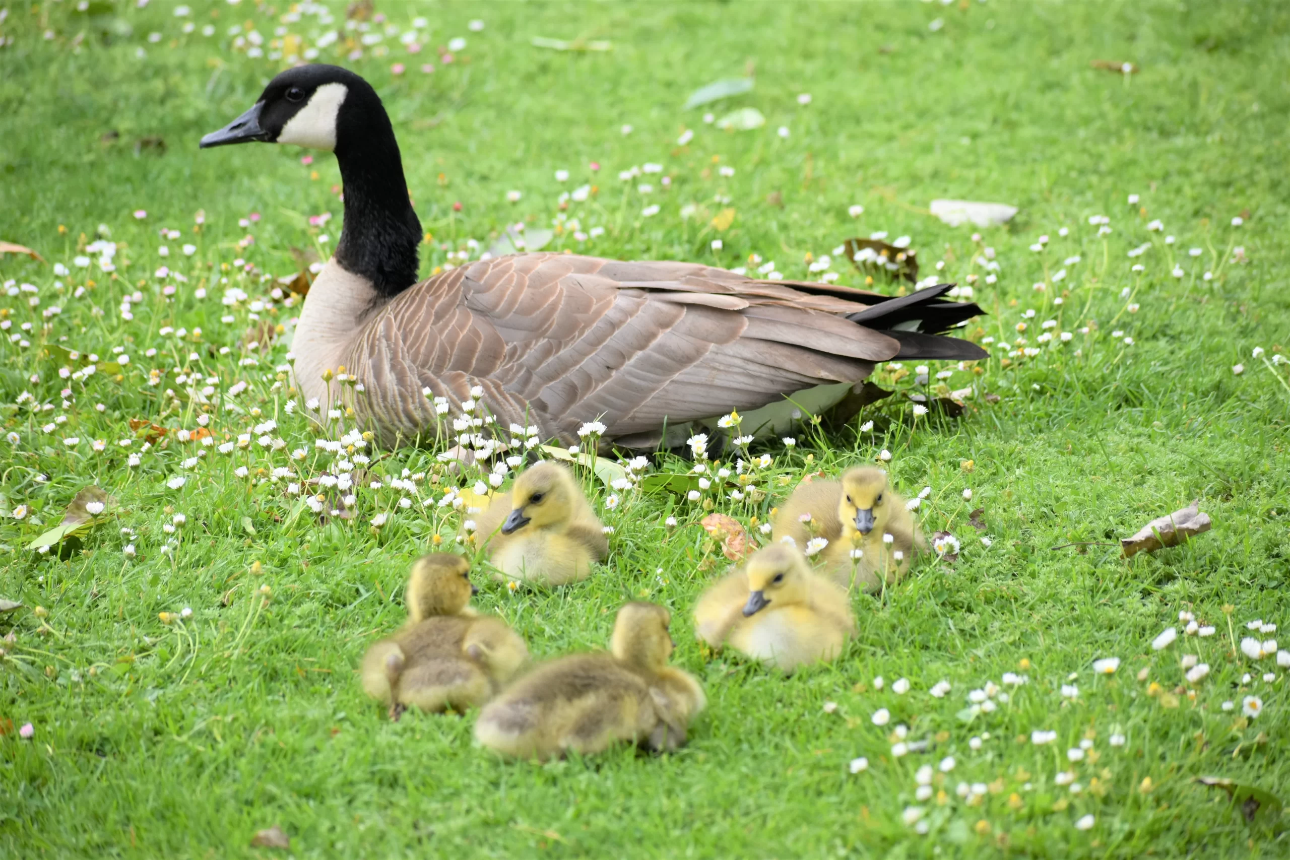 An adult Canada Goose and 5 goslings sit in the grass.