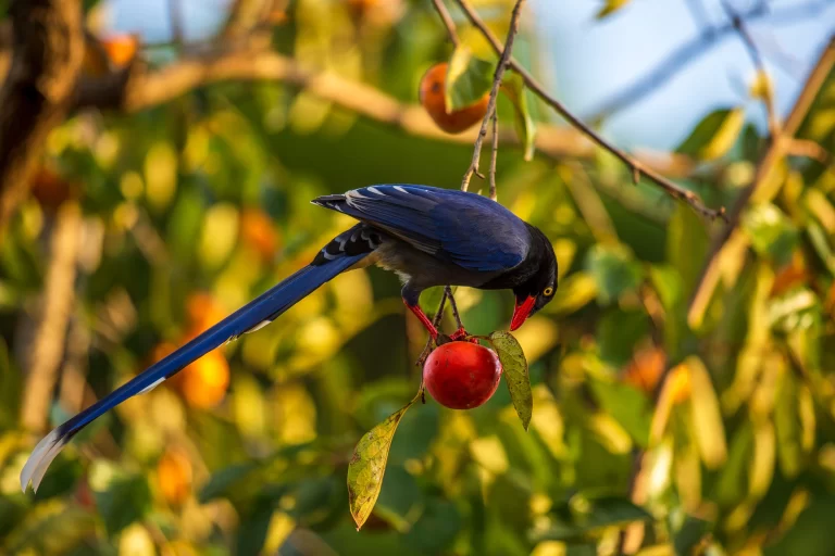 A Taiwan Blue-Magpie feeds on fruit in a tree.