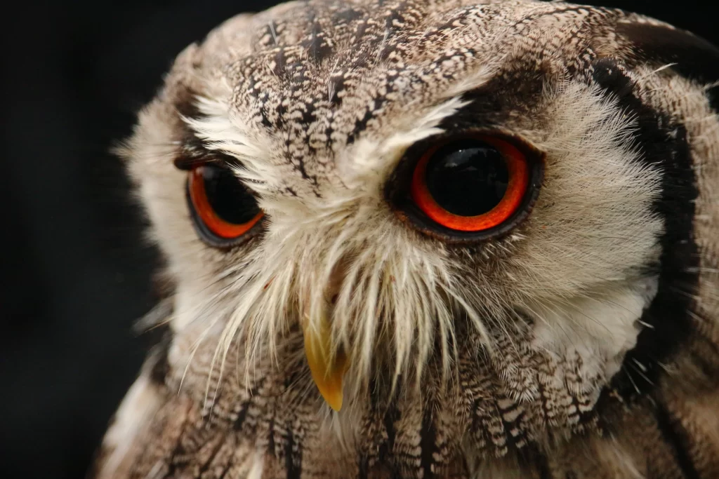 A closeup of an owl's face. The owl has piercing red eyes.