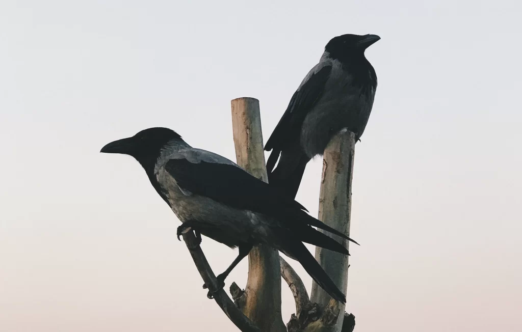 Two crows perch next to one another in a tree snag.