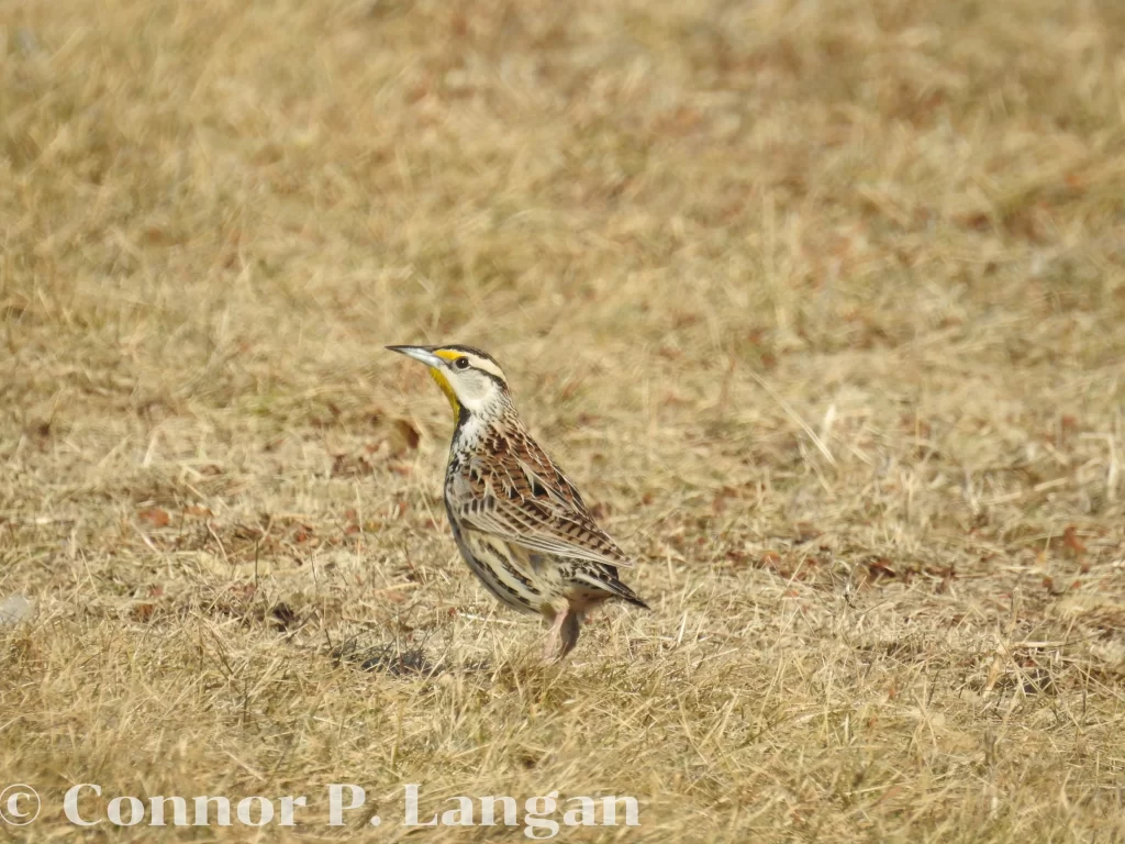 Eastern Meadowlarks are a common but declining species in rural areas of Illinois.