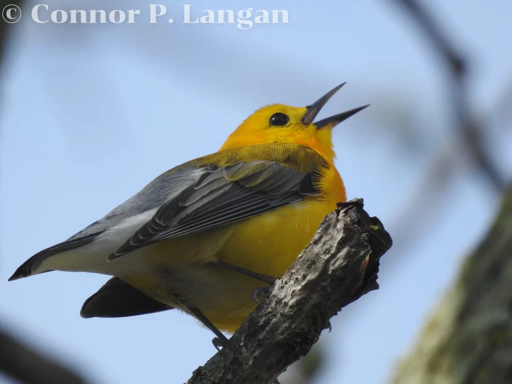 Prothonotary Warblers are one of the most beautiful warblers in Illinois. Here, these birds breed in swampy forests.