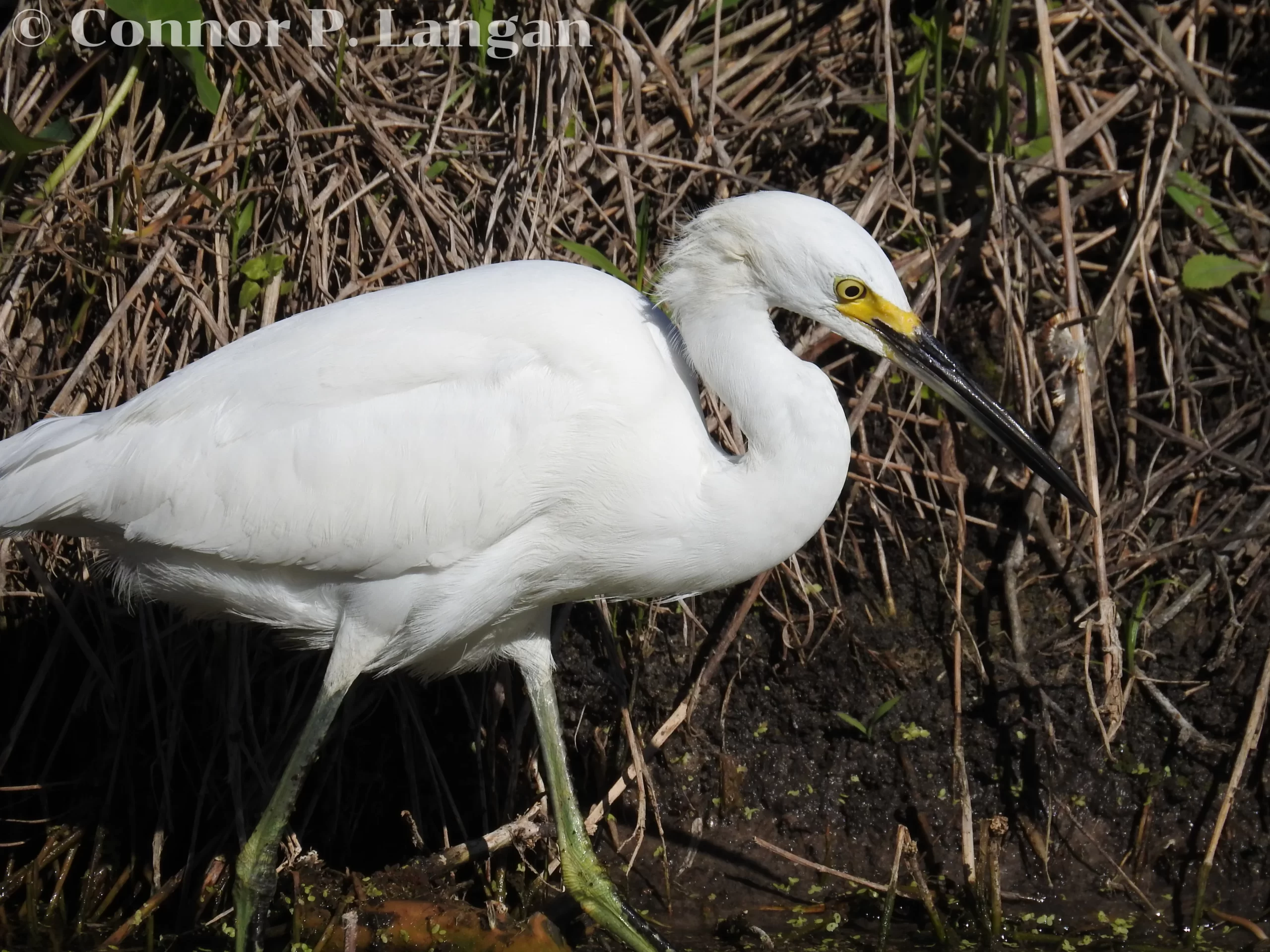 A Snowy Egret forages along the banks of a creek.