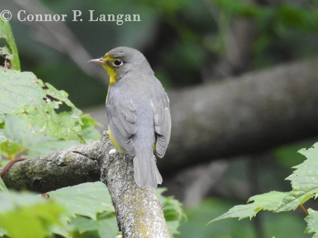 Canada Warblers are one of the last warblers to pass through Illinois in spring.