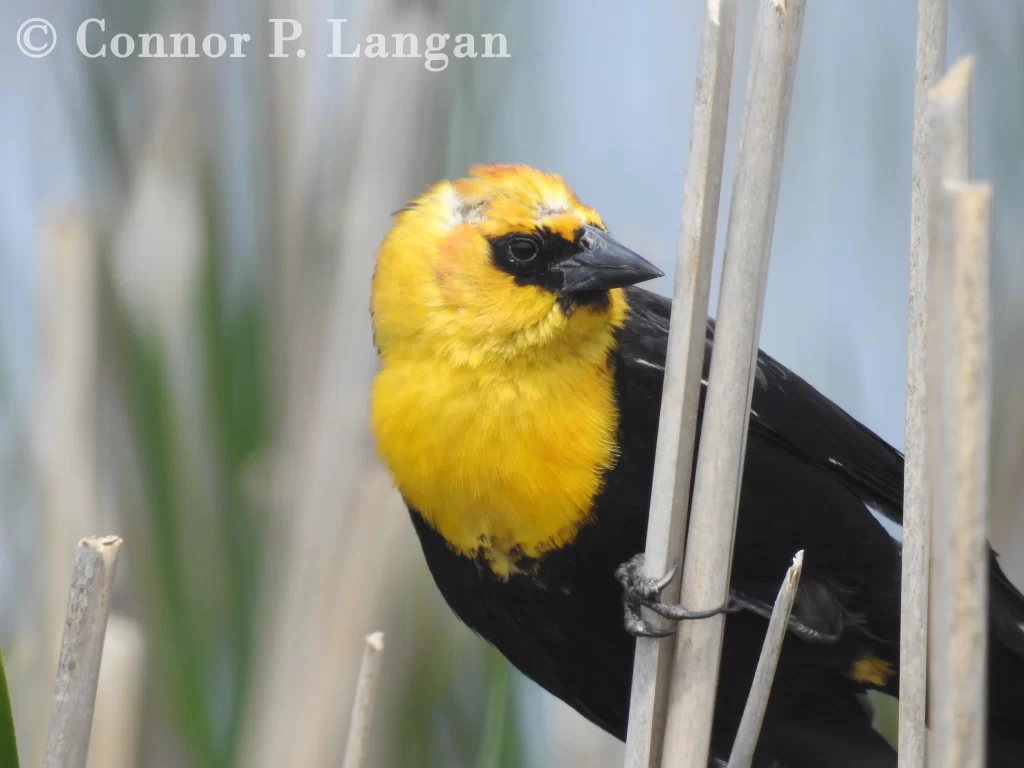 Yellow-headed Blackbirds only breed in a few locations in Illinois.