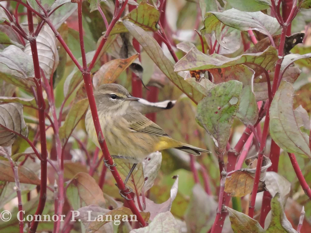 Palm Warblers are one of the earliest warblers to show up in spring. They can be found in many different habitats throughout Illinois.