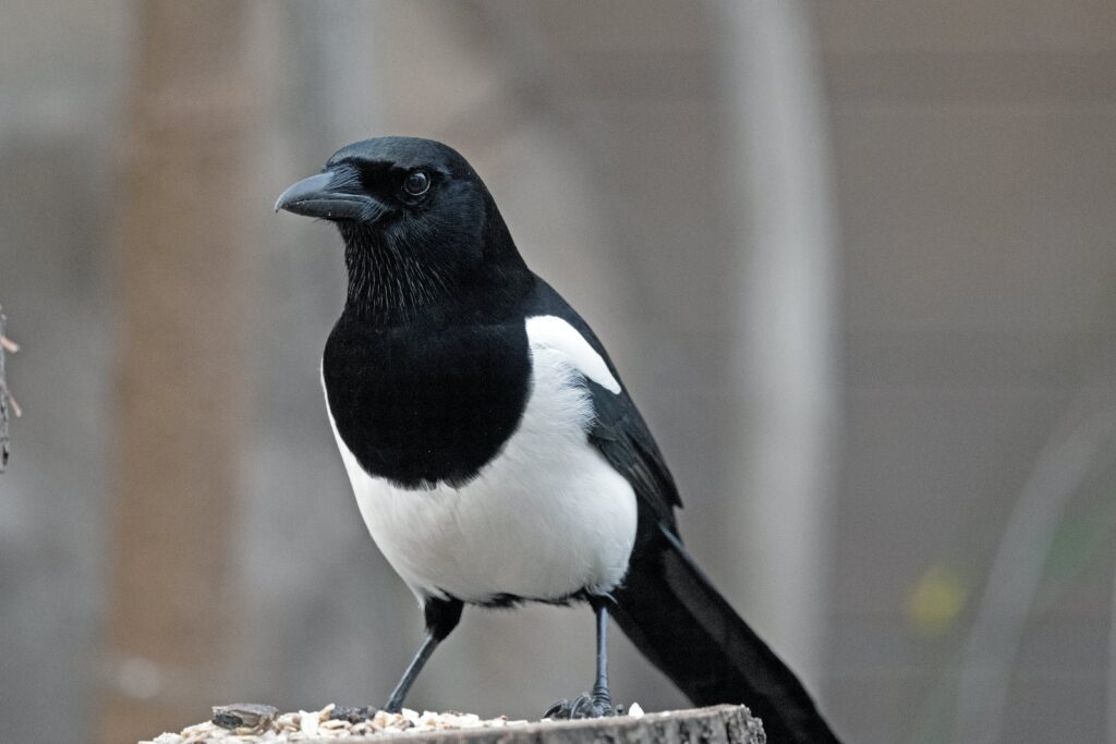 A magpie stands on a log as it prepares to feed on bird seed.