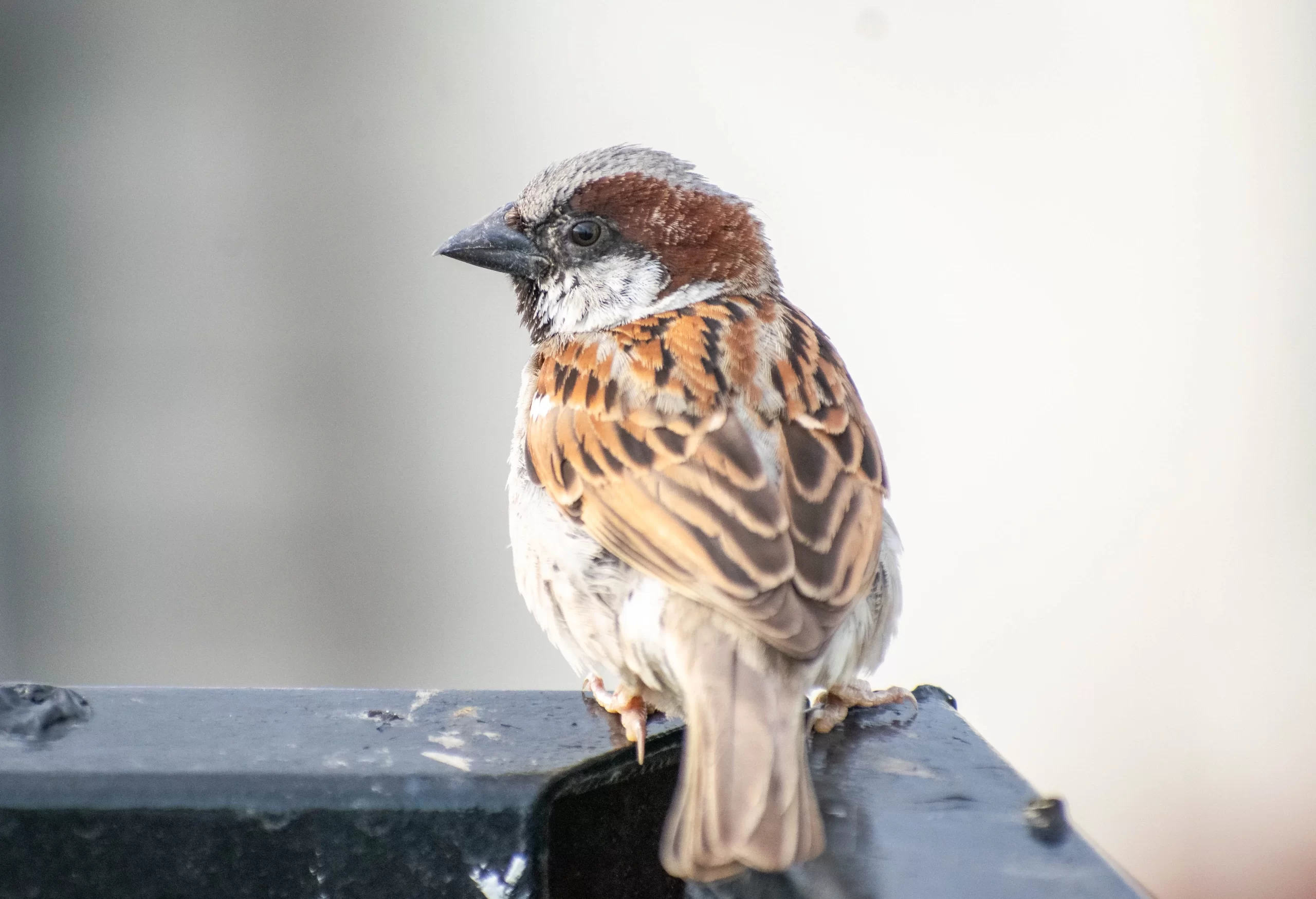 Why are House Sparrows bad? Well, birds like this male here can be quite aggressive in their defense of their nests. This can lead to other birds getting injured.