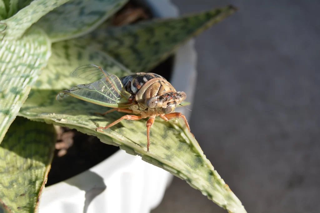 A green and black cicada sits on a leaf.