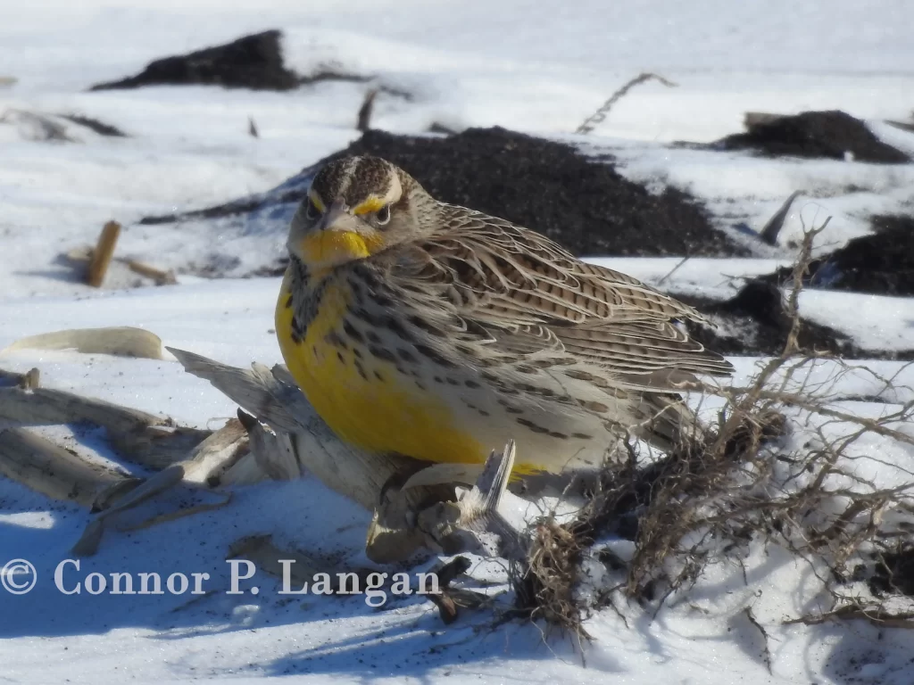 Western Meadowlarks are more likely to remain in Illinois in winter compared to their eastern counterparts.