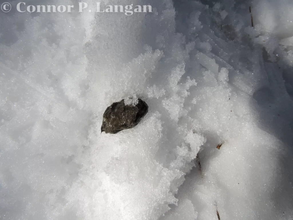 A freshly-regurgitated owl pellet.