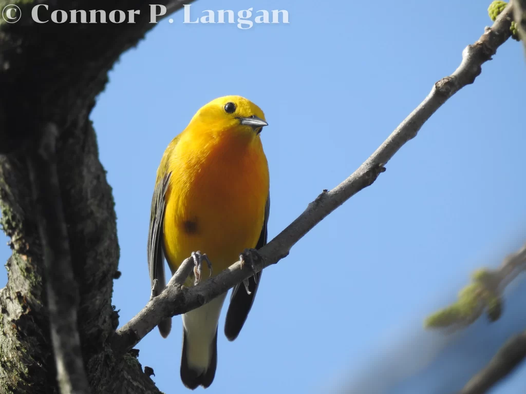 A Prothonotary Warbler prepares to sing from a tree.