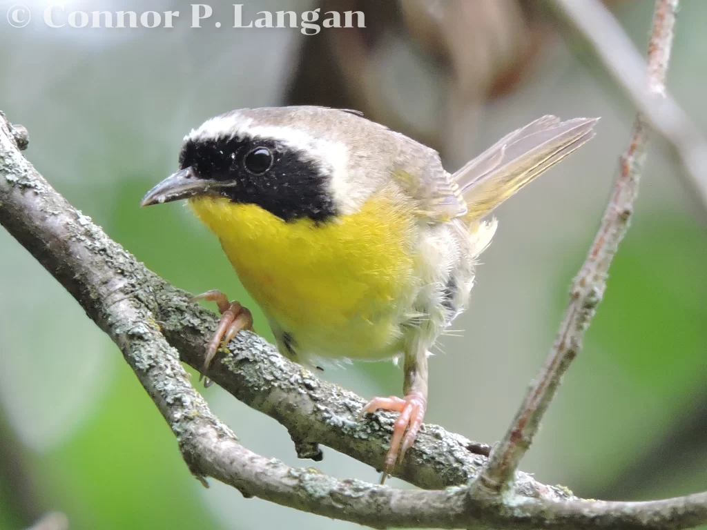 A male Common Yellowthroat monitors his surroundings from a low branch.