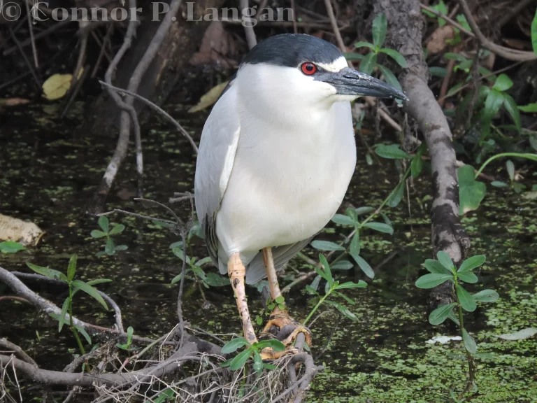 A Black-crowned Night-heron is one of the expected herons in Michigan.