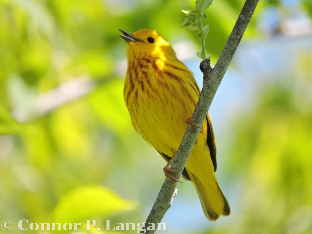 A male Yellow Warbler sings from a shady perch in spring.