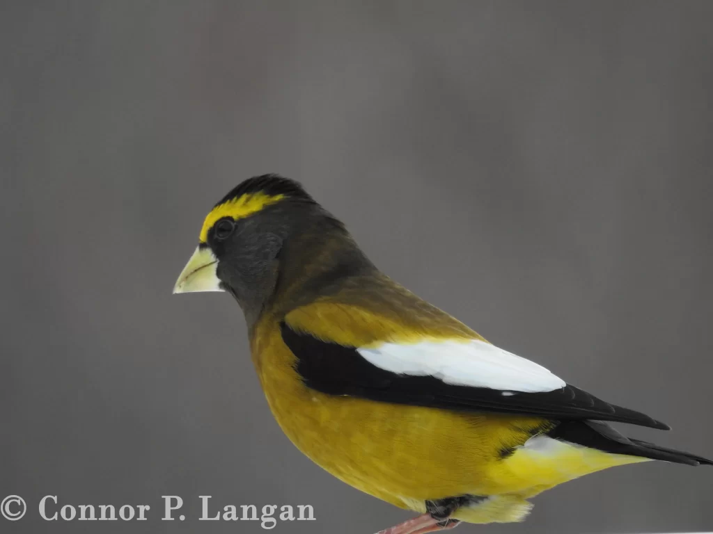 A male Evening Grosbeak checks the ground for food.