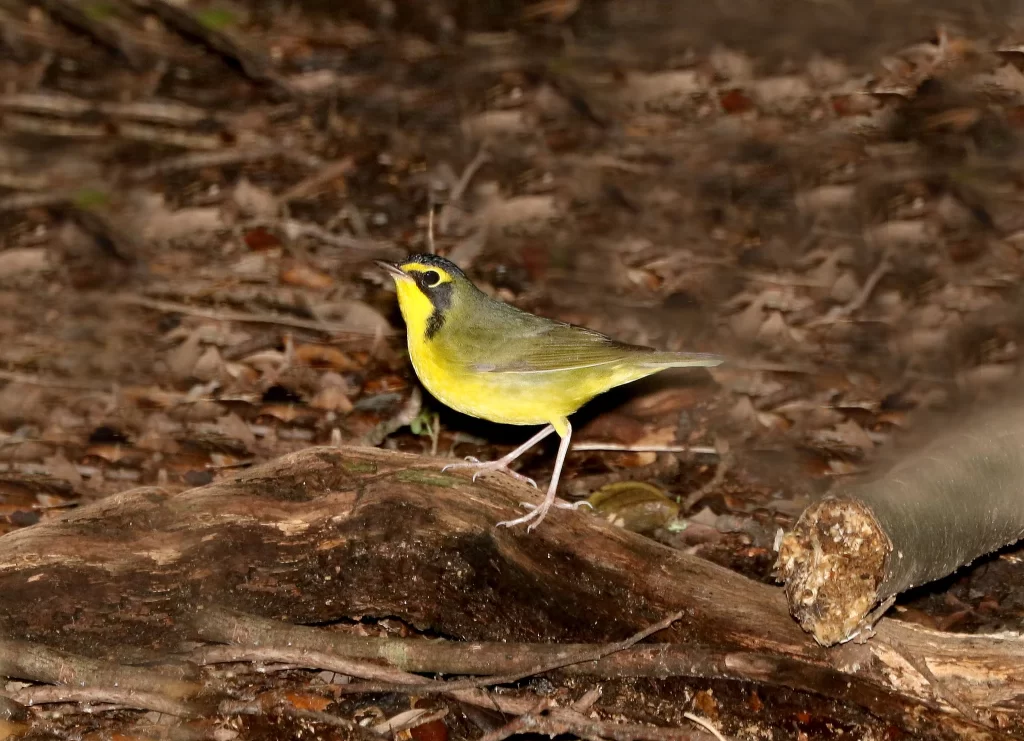 A Kentucky Warbler stands near the ground in a forest.