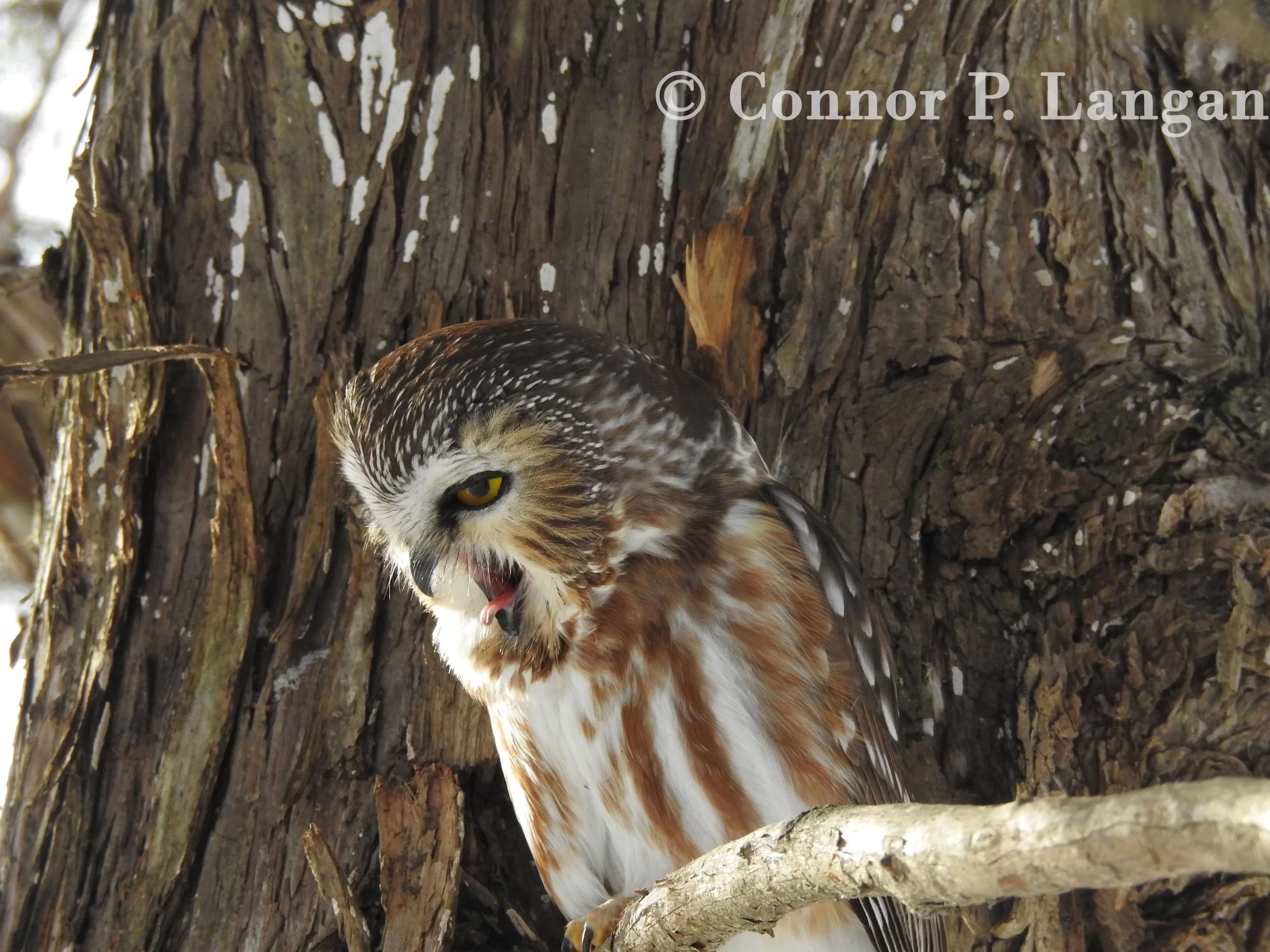 A Northern Saw-whet Owl opens its mouth and prepares to regurgitate a pellet.