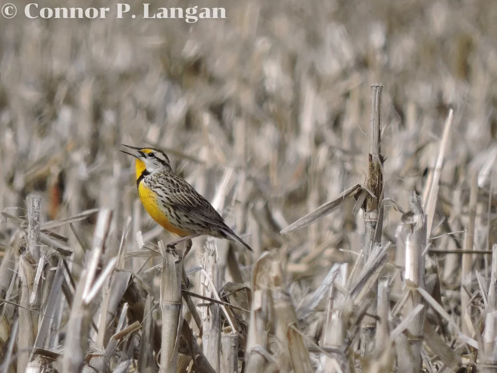 An Eastern Meadowlark perches atop corn stubble as he sings during spring.