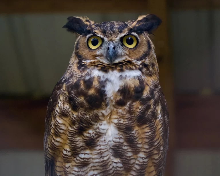 The owls of Georgia may not be the most diverse, but they are nonetheless impressive.