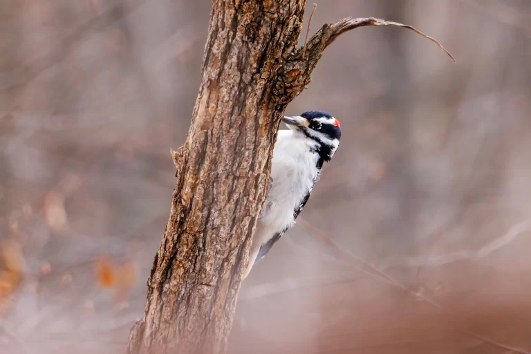 A Hairy Woodpecker hides behind a small tree trunk.