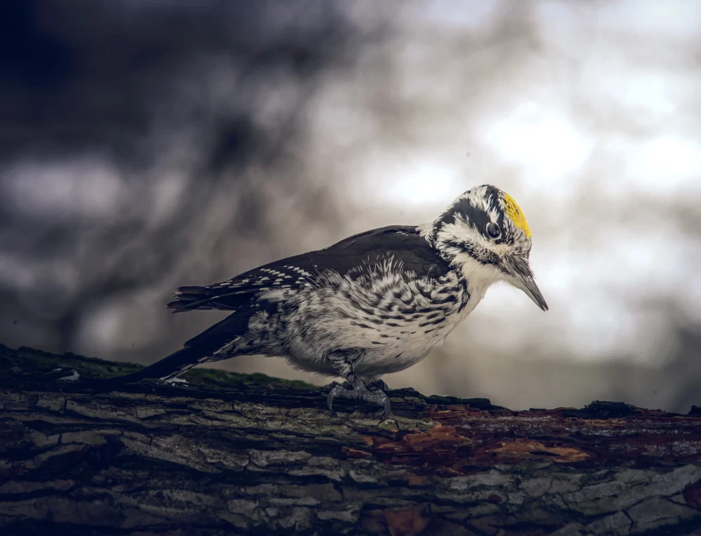 An three-toed woodpecker forages along a tree.