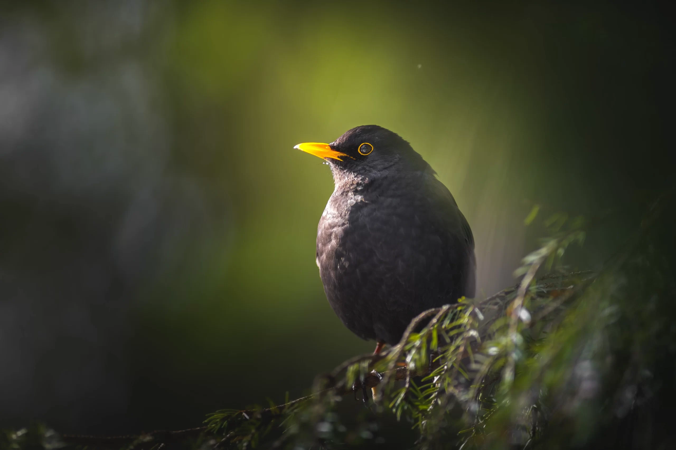 Do blackbirds migrate? Here, a male Eurasian Blackbird perches in an evergreen tree.