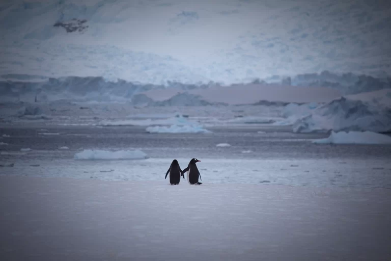 Two Gentoo Penguins stand together on a sheet of ice. One of the penguins appears to be holding the flipper of the other.