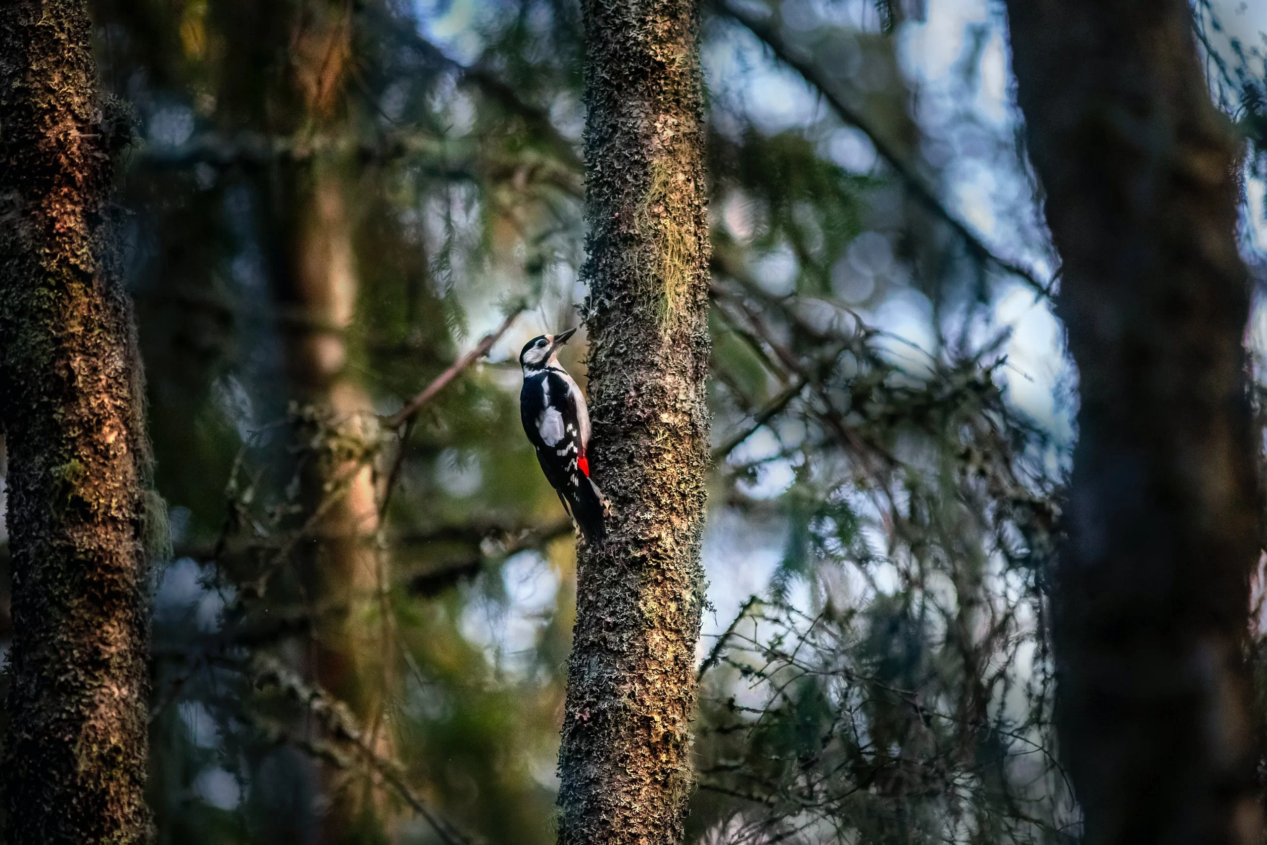 A Great Spotted Woodpecker creeps up a lichen-covered tree.