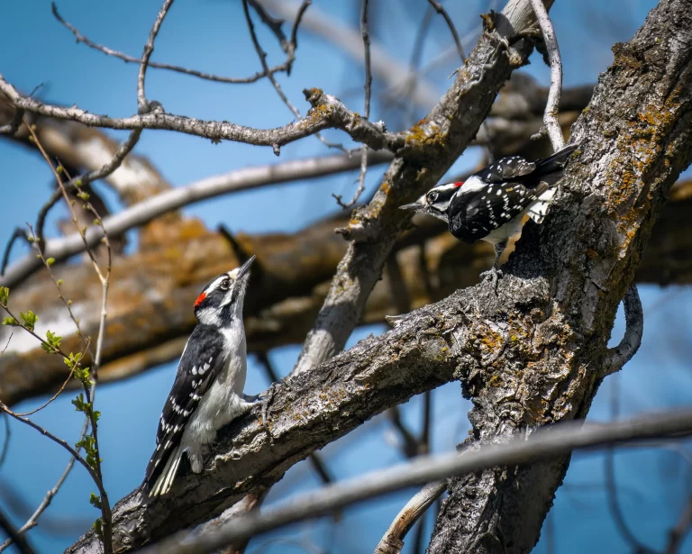 Do woodpeckers mate for life? Here, two Downy Woodpeckers engage in a pair bonding activity.