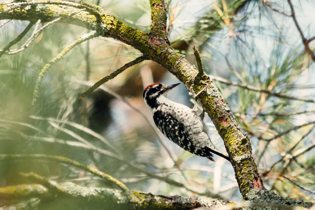 A woodpeckers climbs up a thin pine tree branch.