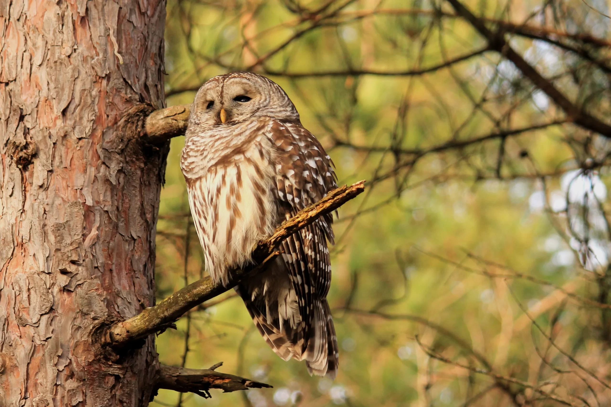 A list of owls in Alabama wouldn't be complete without a Barred Owl. Here, one perches on a branch in a pine forest.