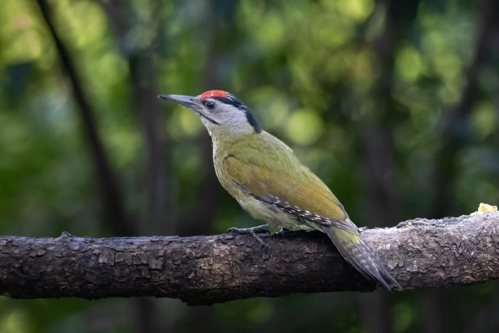 A green woodpecker sits on a branch as it assesses its surroundings.
