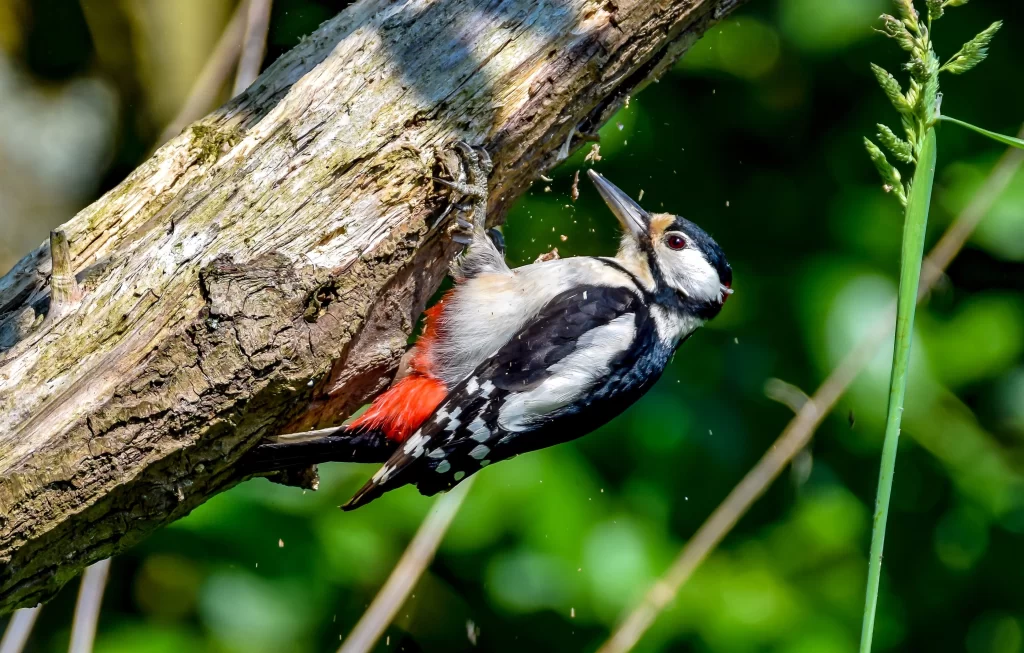 A Great Spotted Woodpecker actively drums on a tree.