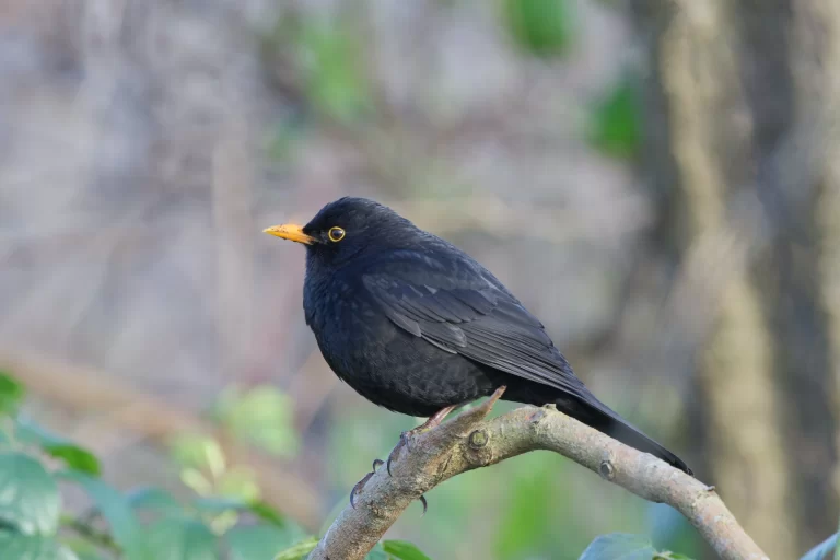 A male Eurasian Blackbird sits on a branch and assesses his surroundings.