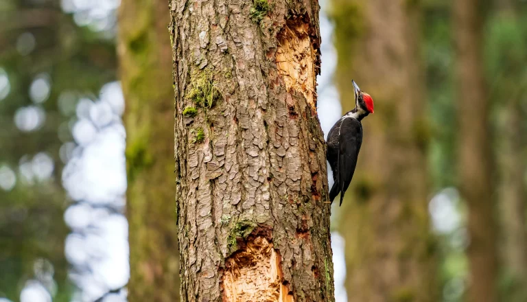The woodpeckers in BC are diverse and exciting. Here, a Pileated Woodpecker climbs up a tree.