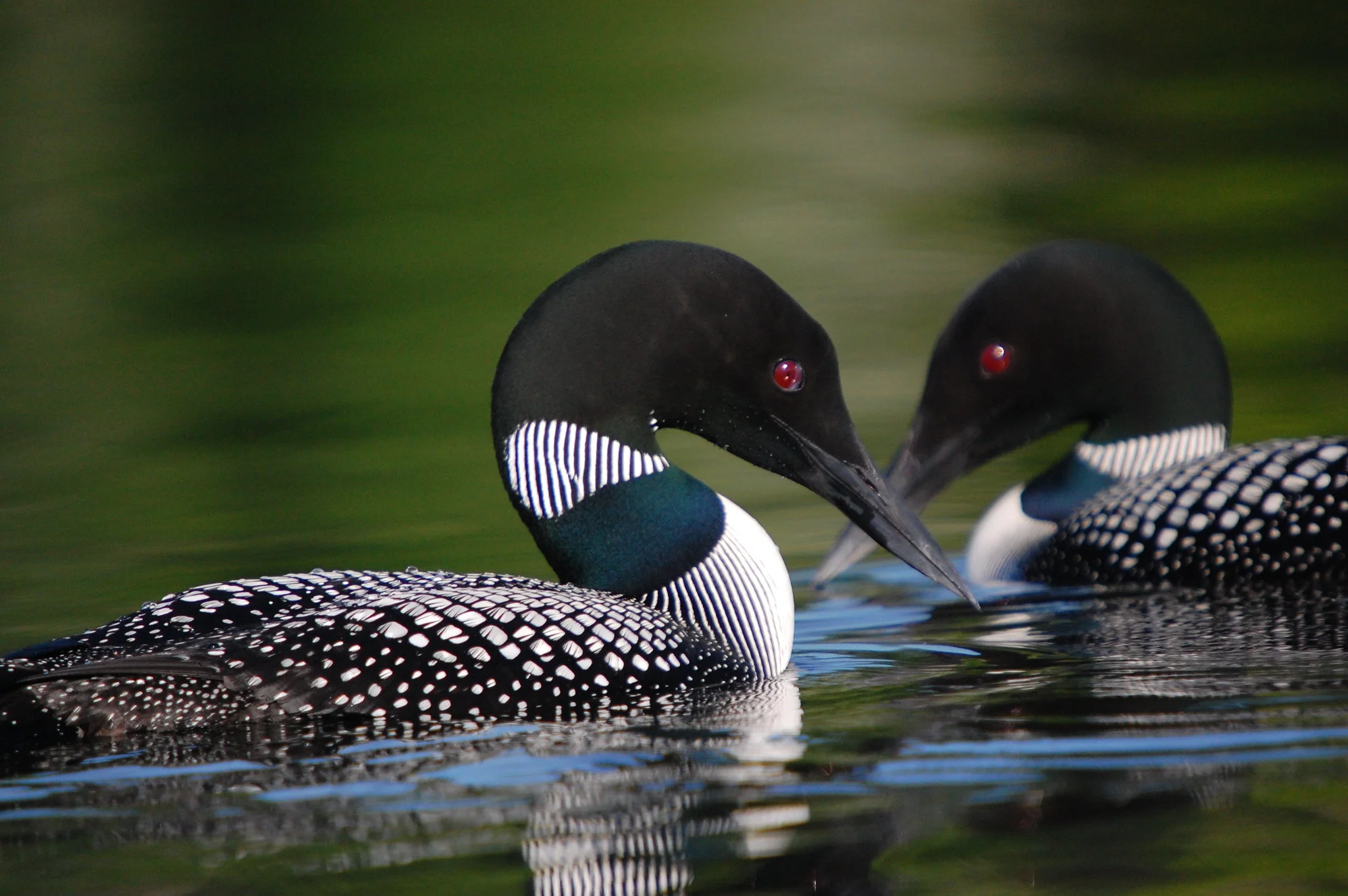 Do loons mate for life? Well, here a pair of Common Loons engage in courtship.