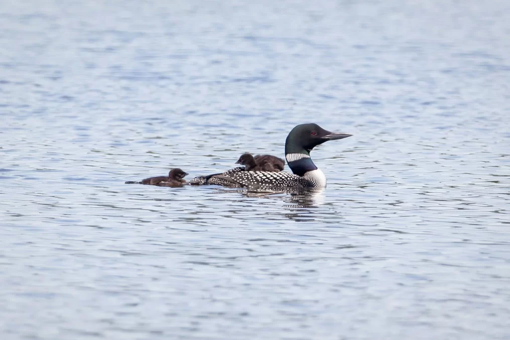 An adult Common Loon carries a baby on its back while another chick trails behind.