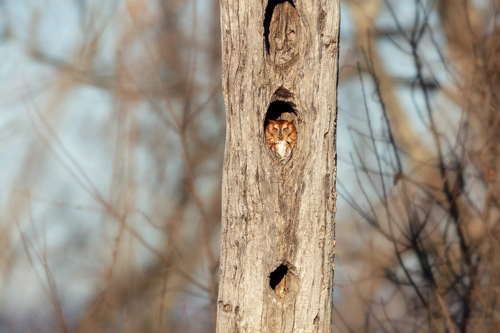 Eastern Screech-Owls are one of 8 owls in Arkansas.