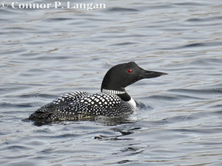 A Common Loon is one of five types of loons that exist. Here, a breeding plumage bird swims through a lake.