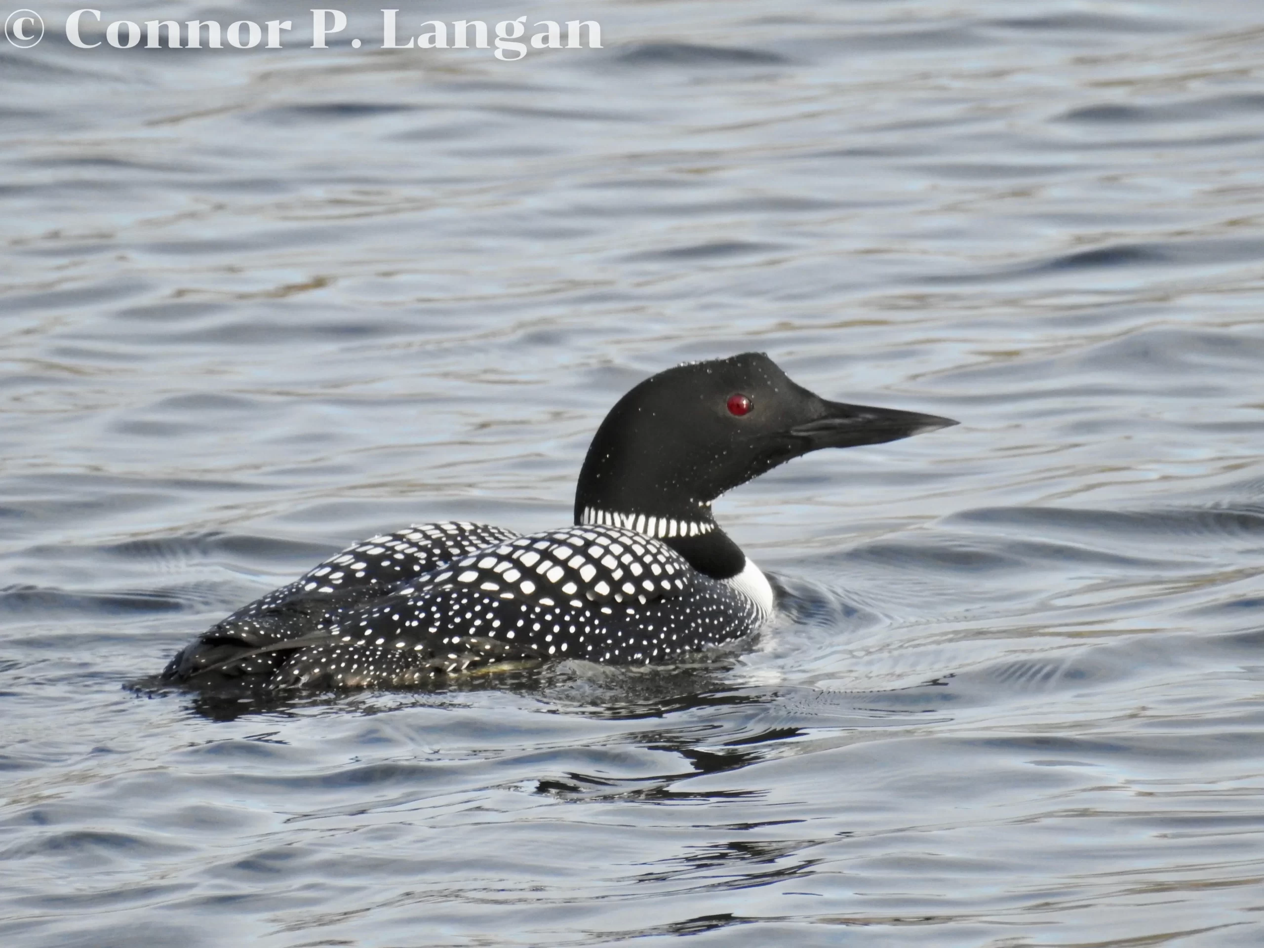 A Common Loon is one of five types of loons that exist. Here, a breeding plumage bird swims through a lake.