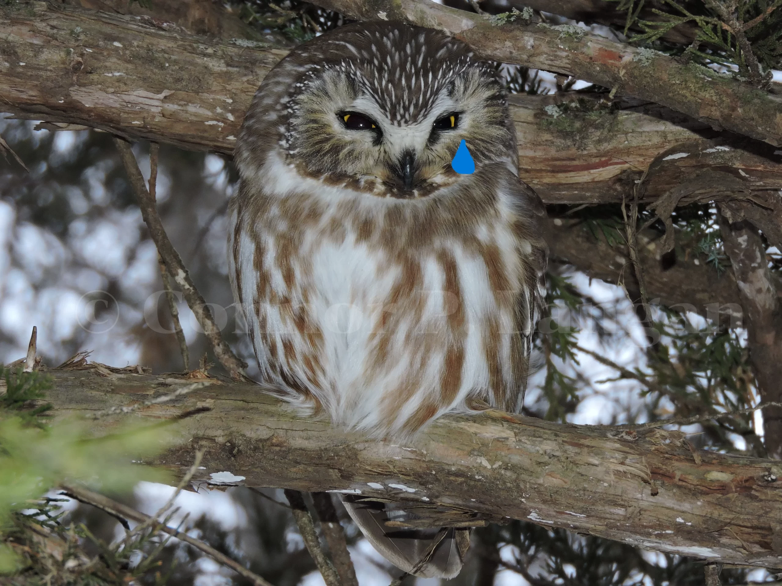 Do birds cry? Here, a Northern Saw-whet Owl appears to be shedding a tear from its roost.