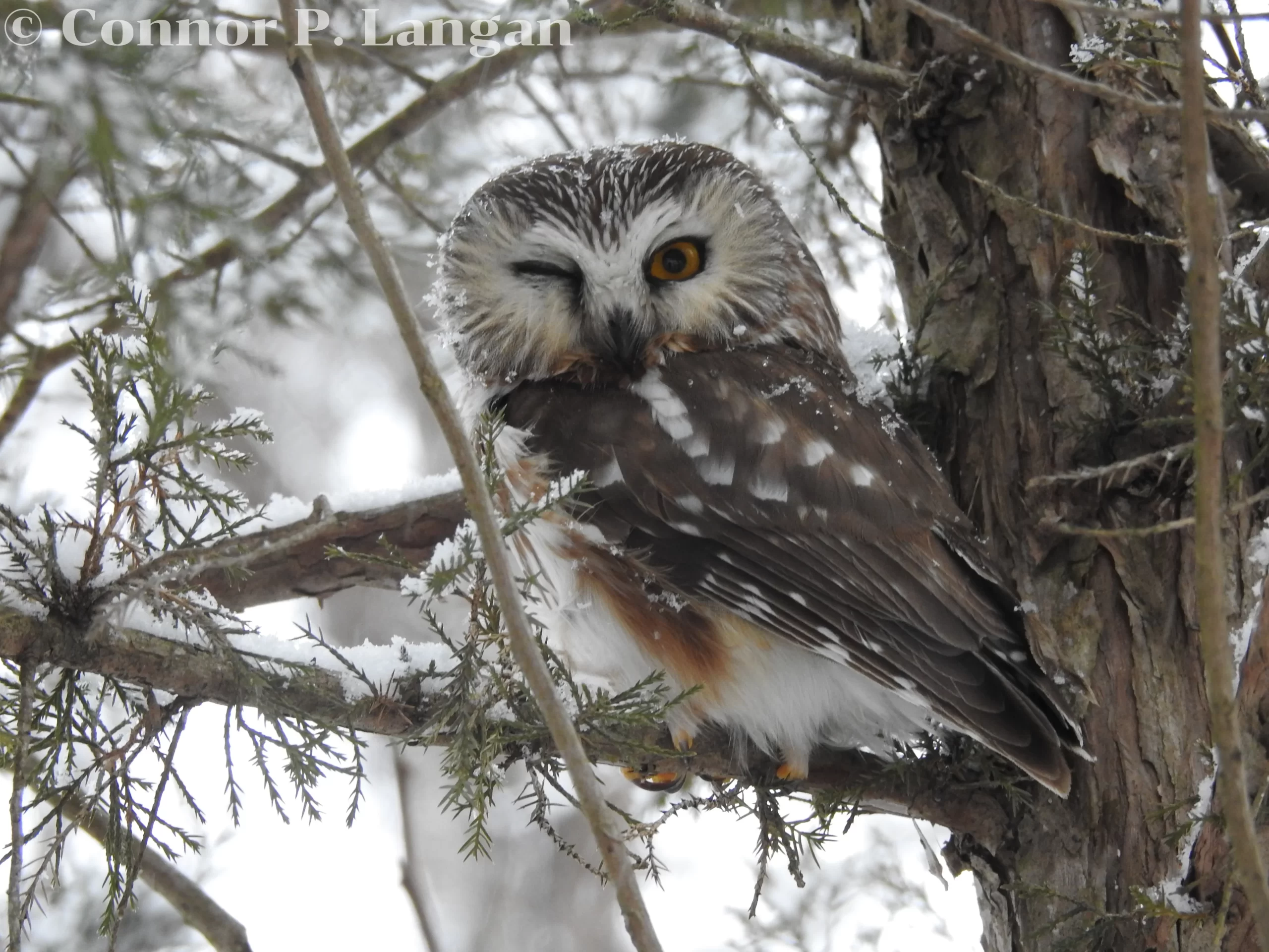 There are 11 owls in Ontario, with Northern Saw-whet Owls being year-round residents.