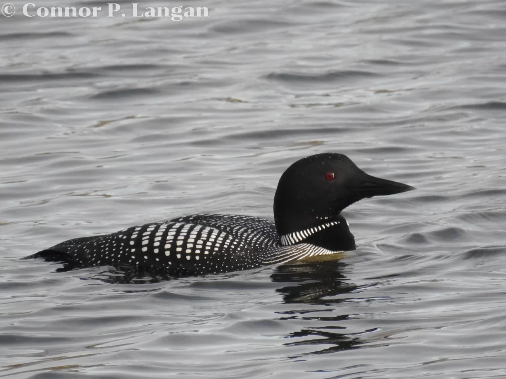 A Common Loon swims on a calm lake during spring migration.