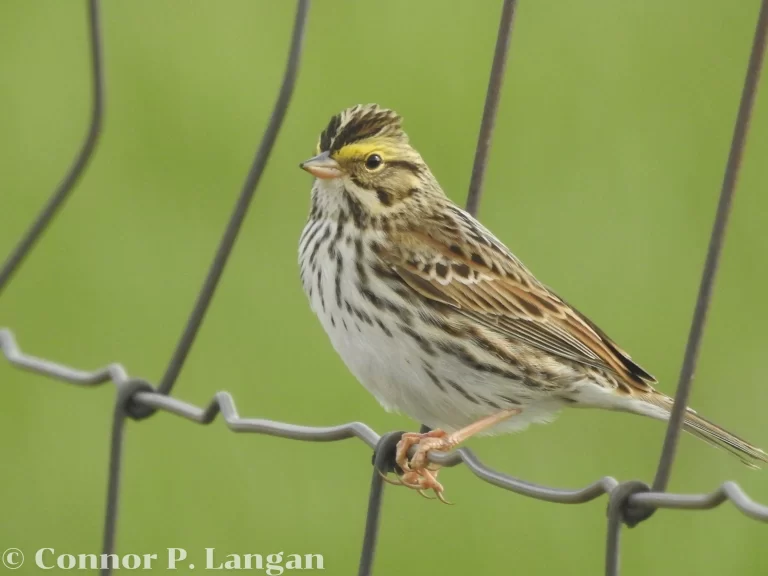 A Savannah Sparrow sits on a metal fence with a lush green background.