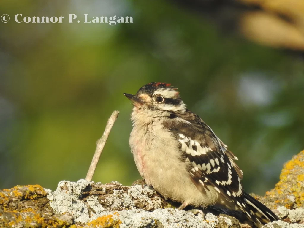 A Downy Woodpecker sits on the limb of an oak tree.