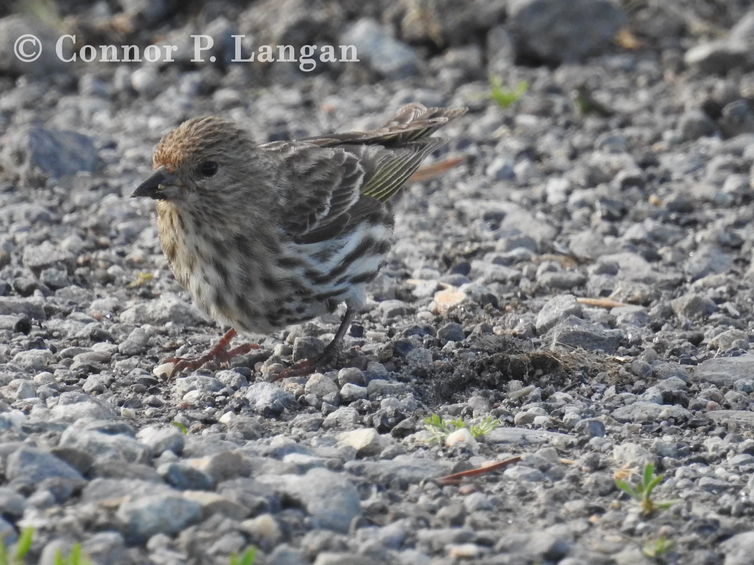 A Pine Siskin eats grit from a gravel path.